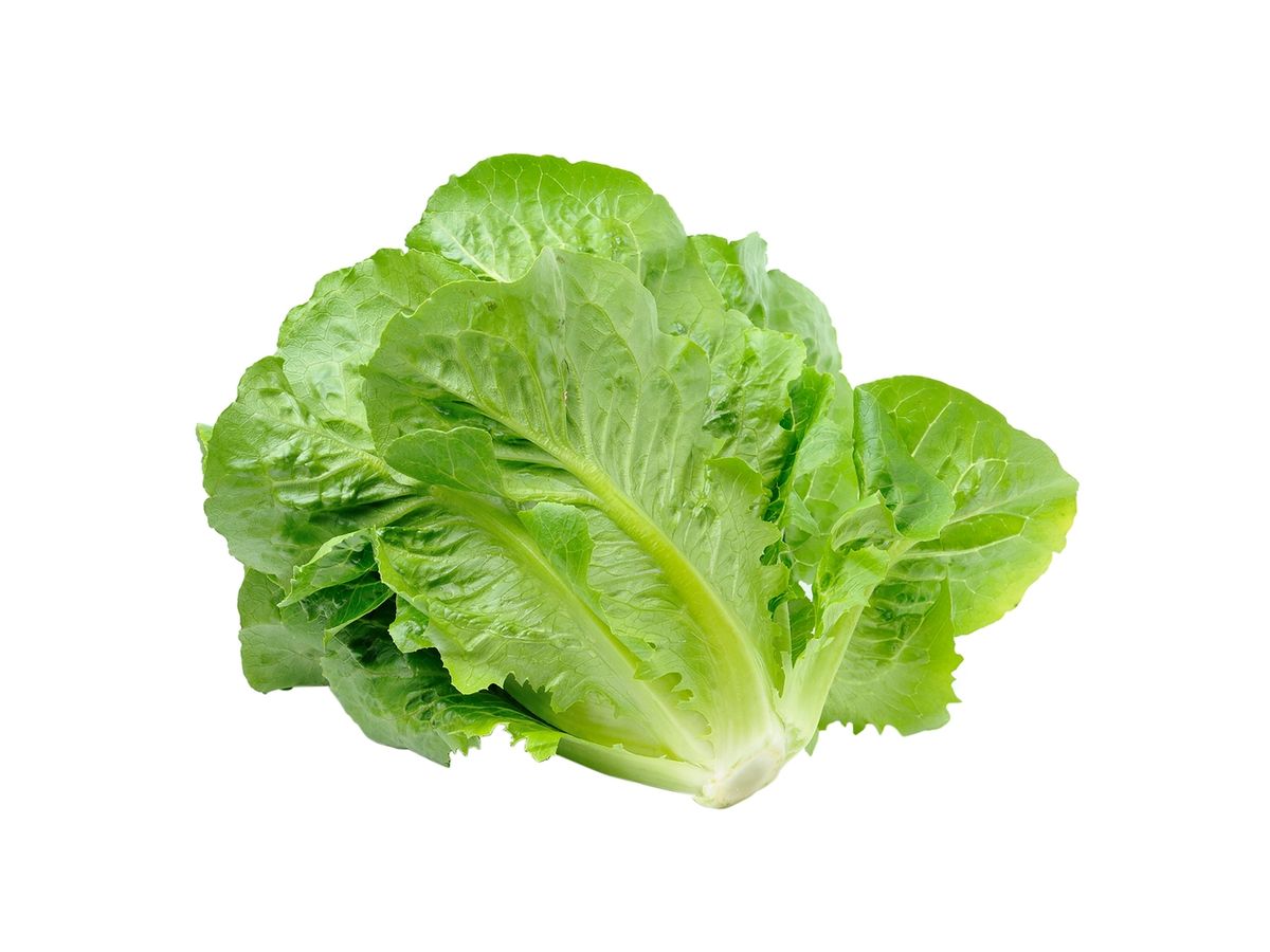Lechuga Romana