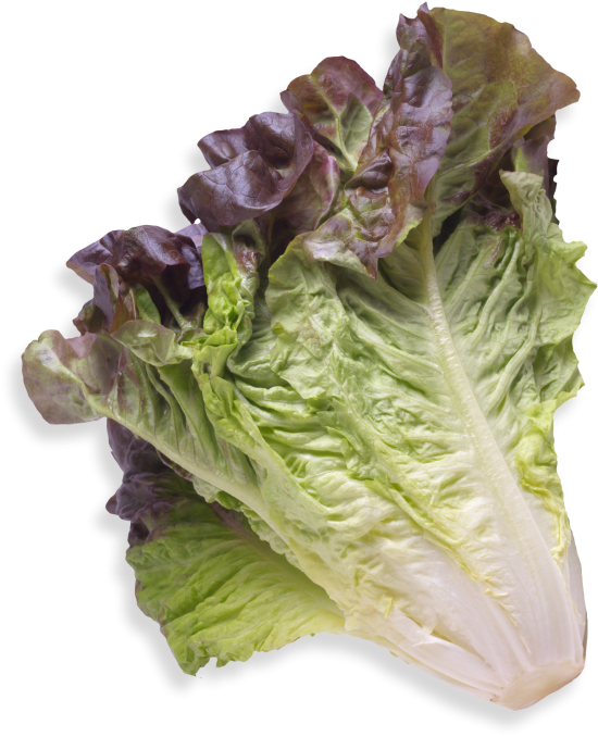Lechuga Roja