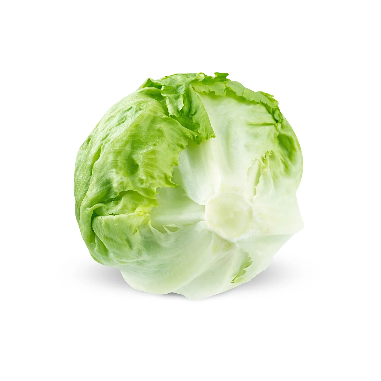 Lechuga Iceberg